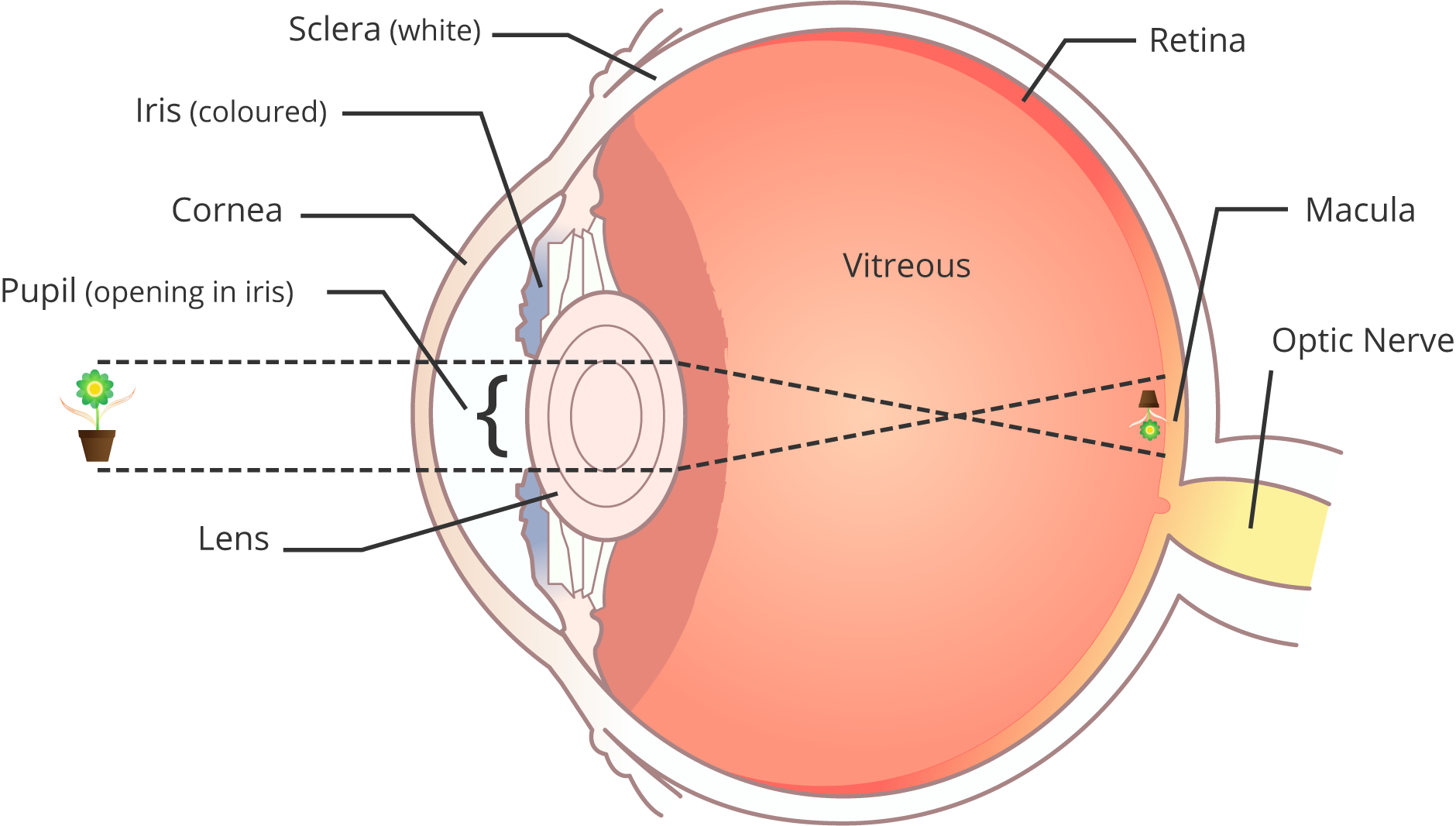 The Foundation Fighting Blindness - El ojo y la retina